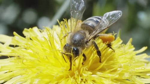 Abeja trabajadora recolectando néctar de miel en diente de león