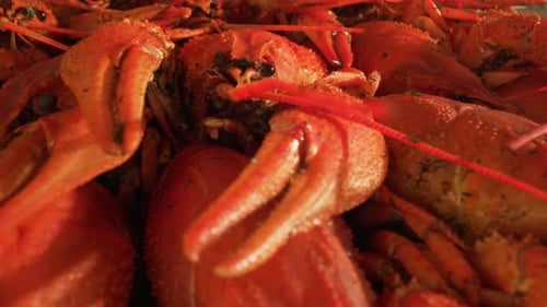 Pile of Steaming Red Crawfish, Close Up