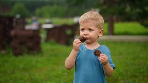 Toddler Boy Smells Pine Cone Walking Along Playground