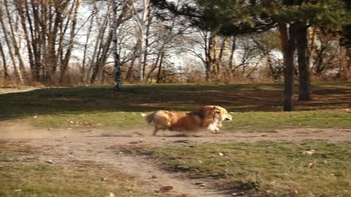 Dog Running in Park on Autumn Day