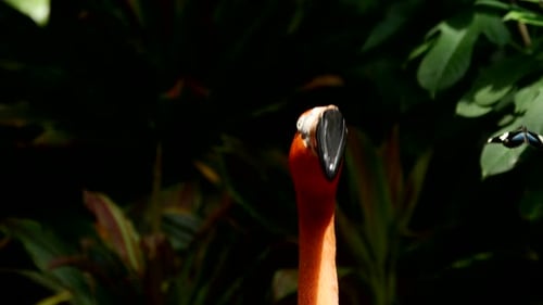 Vögel 051