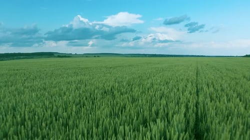 Flight Over a Green Wheat Field Clear Blue Sky
