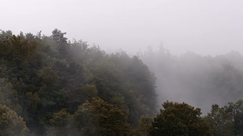 Misty Forest Landscape with Rolling Fog