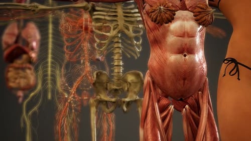 3D Human Anatomy Systems Revealing Internal Organs and Skeleton