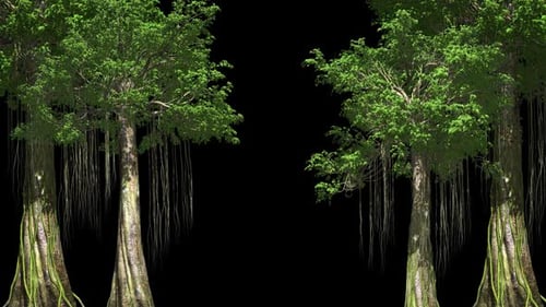 Swaying Jungle Trees Nature Frame Animation