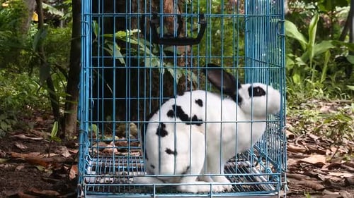 Rabbit Standing in Wire Cage Outside