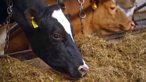 Cows in cowshed eating hay. Herd of cows eating hay in cowshed on dairy farm
