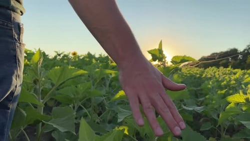 Young Farmer Walking Down Field Touching Young Sunflower Plants with Hands at Sunrise