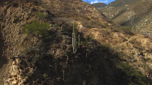 Kakteen wachsen am Berghang in Mexiko
