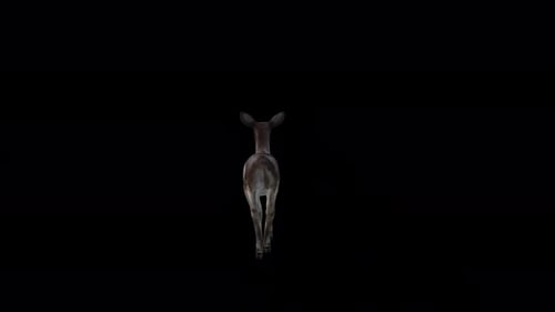 Black Deer Doe Walk Blick von hinten