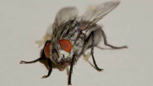Fly Larvae. Maggots Close Up Macro Shot. Pest Invasion.