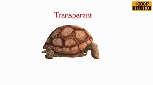 Turtle Idle