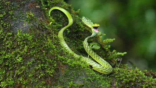 Serpent de vigne vert en posture d'attaque avec la bouche grande ouverte montrant ses intérieurs roses dans le