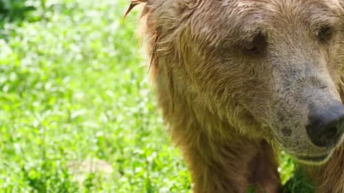 Big Old Brown Bear in the Natural Green Forest of Alaska USA