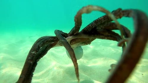 Wilder Tintenfisch schwimmt unter Wasser