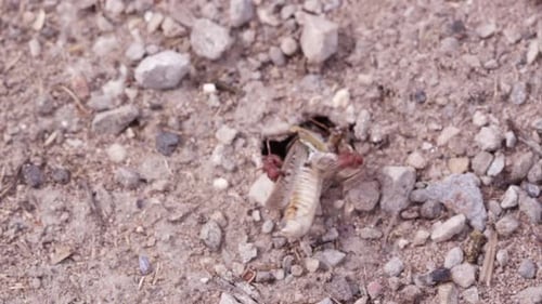 Des fourmis de feu tirant une sauterelle dans leur tunnel