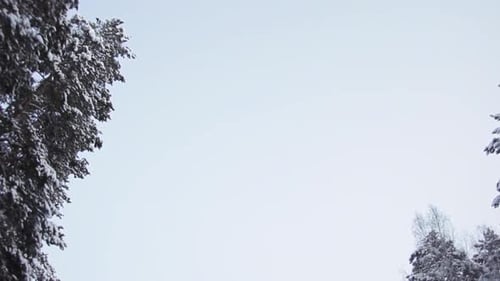 Road in Winter Pine Forest