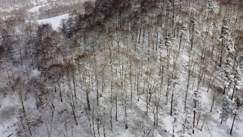 Vue aérienne de la forêt - Vue aérienne du paysage d'