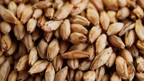 Closeup de grãos de malte