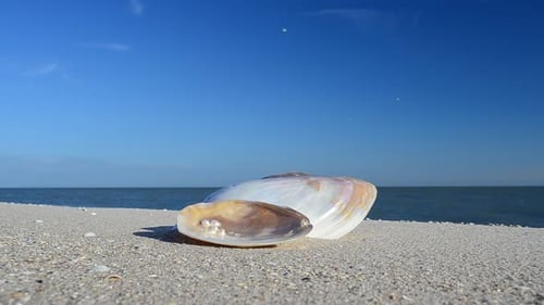Cockleshells 44