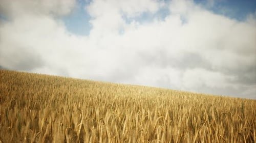 Ripe Yellow Rye Field Under Beautiful Summer Sunset Sky with Clouds