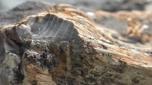 Growth Ring on Silicified Fossil