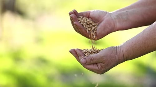 Slow motion the woman farmer s hands pour grain into field from hand to hand. Spring harvest