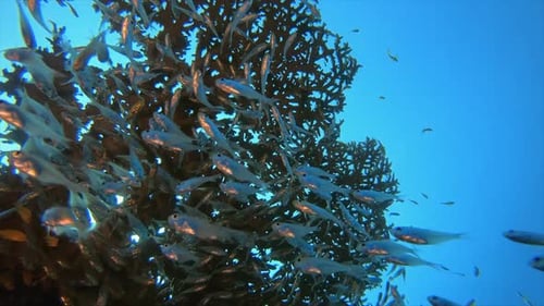 Tropisches Unterwasserriff mit Glasfischen