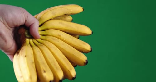 Hand Holding Bunch of Fresh, Yellow Bananas