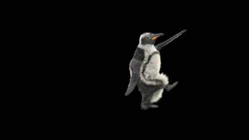 74 Penguin Dancing 4K