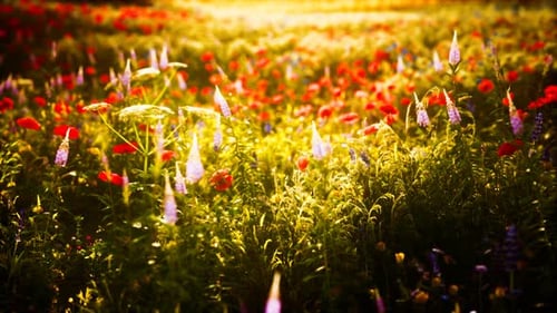 Sunset in the Wild Flower Field