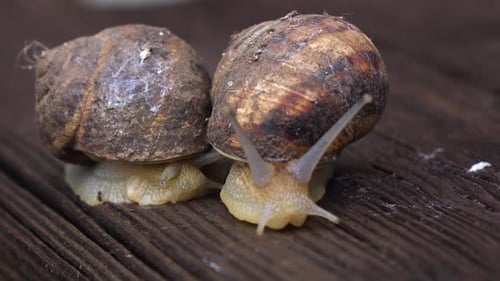Two Big Garden Snails Crawling. Close Up