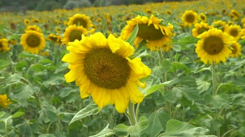 Sunflower In Field