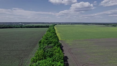 Drone Flies Over Green Agriculture Corn Field