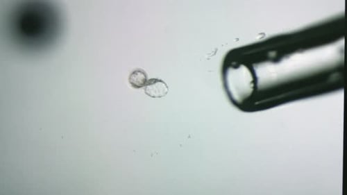 Procedure of Embryo Extraction From Cryoprotectant
