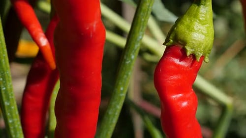 Plantage von Chilischoten Nahaufnahme 4K UHD 2160p kippbares Filmmaterial - Bunte scharfe Bio-Paprika
