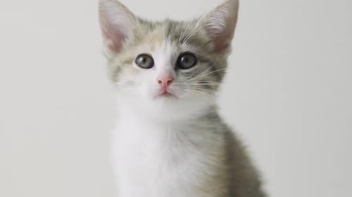 Close Up Striped Kitten Eats Fresh Canned Cat Food for Small Kittens at Home