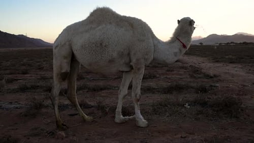 A Very Beautiful White Fur Camel Eats Grass on a Plains Near the Desert in Jordan