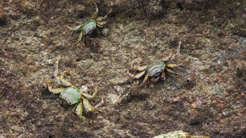 Crabes sur le rocher à la plage