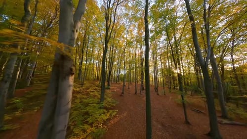 Smooth Flight Between Trees in a Fabulous Autumn Forest at Sunset