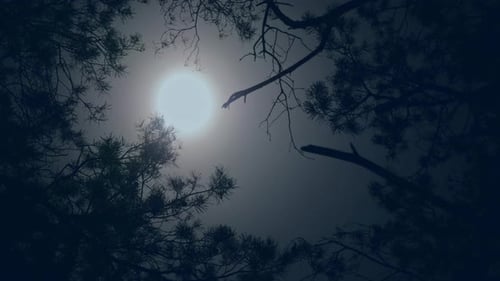 Moonlight Night Moon Branch Lamp Forest Tree Blue