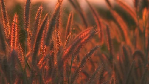 Grass illuminated by golden sunlight