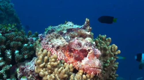 Scorpionfish close up lying on soft coral with deep blue background