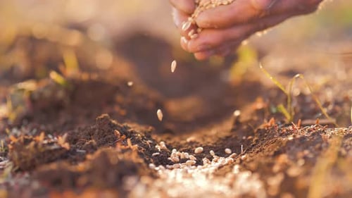 Hands Sowing Seeds in Golden Hour Sunlight
