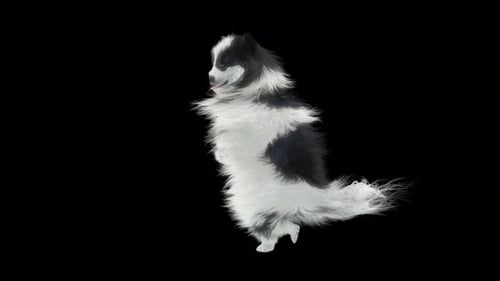 Fluffy Puppy Dog Dancing Loop on Black Background