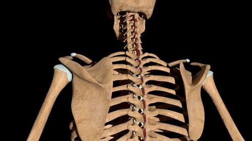 3D Animation of Human Spine and Rib Cage Anatomy