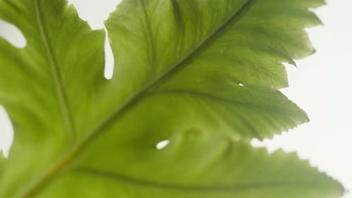 Plant Leaf Closeup Green Leaves