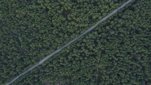 Aerial view flying over a dirt forest road green trees of dense woods growing both sides.