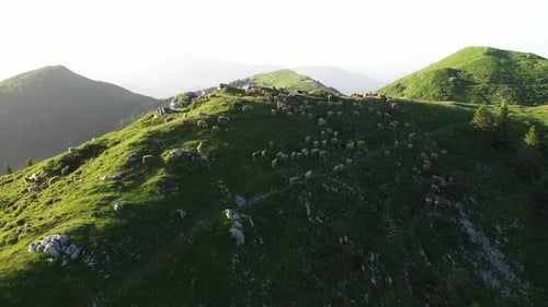 Scenic Flock of Sheep Grazing on Green Mountain