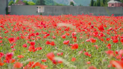Parchemin parmi les coquelicots rouges d'été